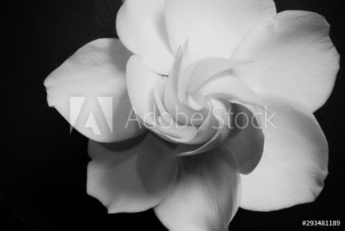 Picture of Gardenia Flower in Full Bloom High Resolution